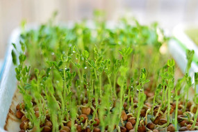 ����ѿ��