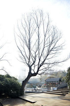 ������֦��Ҷ��֦