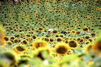 ï�ܵ�ɽ�¿���