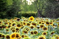 ƽ������Ŀ���