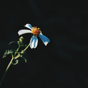 �����µĻ�