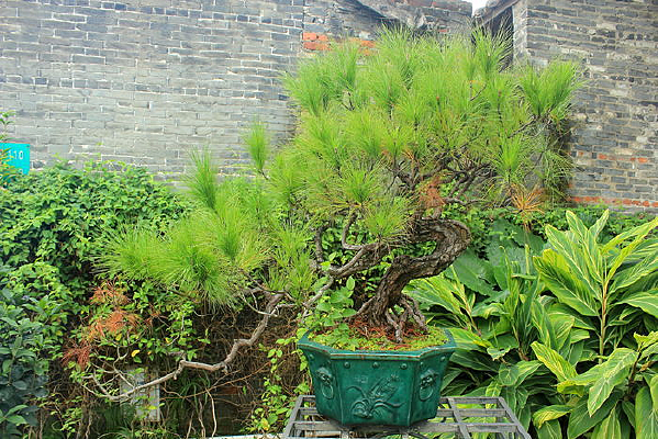 ��԰����