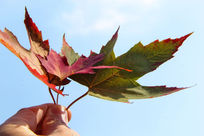 ��Ҷ����