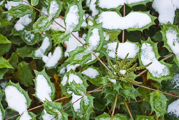 ��ѩ����