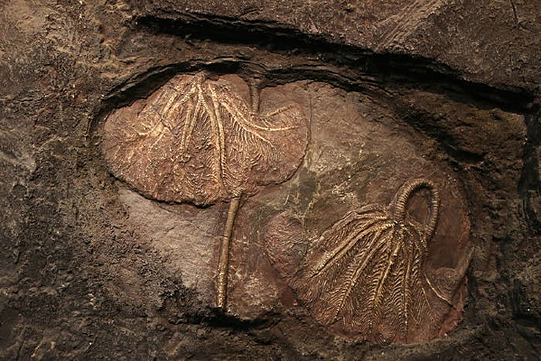 ���ʲ���ݹŴ����ٺϻ�ʯ