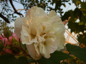 ܽ�ػ�����Ӱ