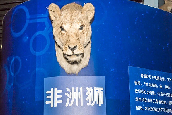 ����ʨͷ��ģ��