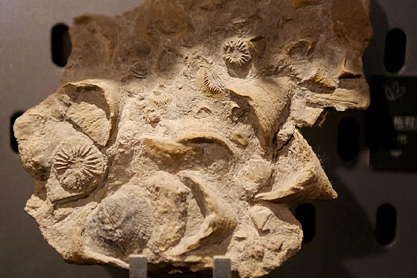 ������Ьɺ����ʯ