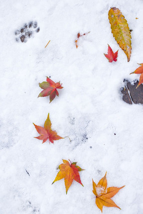 ����ѩ����ķ�Ҷ