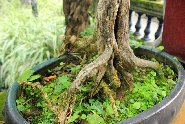 ������ͷ