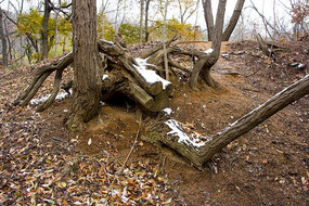 ��֦�ϵİ�ѩ