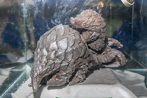 ��ɽ�׵���