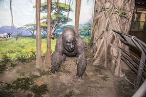 �����ɱ걾