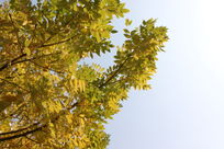 ������Ҷ