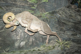 ����ģ��