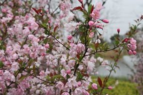 �����ĺ��Ļ���ӰͼƬ