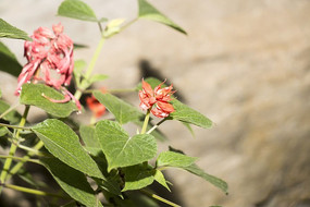 ������Ļ���