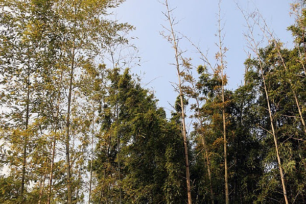 �����µ�����