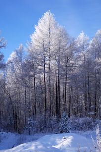 ���˰���ɭ����ڡ