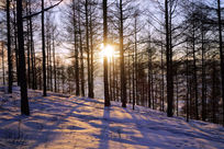 �ֺ�ѩԭɫϦ��