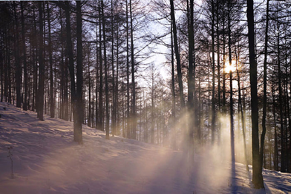 ����ѩ��