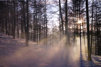 ����ѩ��