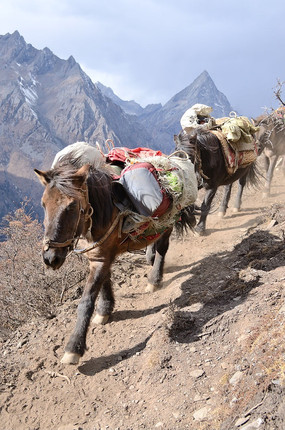 驼包走在山路上的川马