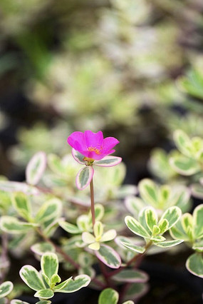 ����ֲ��С�컨