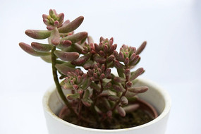 ��ɫ��ָ�Ƕ���ֲ��