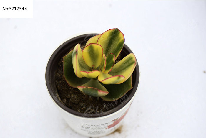 ��Ҷ��߶���ֲ��ͼƬ