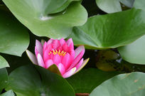 ����ʢ��