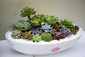 ��Բ�踴���Զ���ֲ��