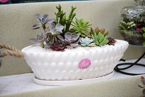 ���踴���Զ���ֲ��