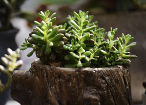 ���񸴺��Զ���ֲ��