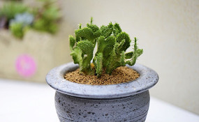 �����Զ���ֲ��