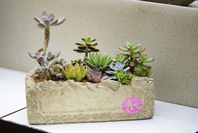 ����ש�����Զ���ֲ��