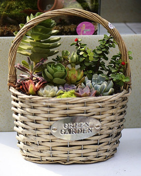 ���θ����Զ���ֲ��