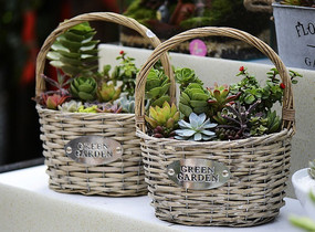 ���������Զ���ֲ��