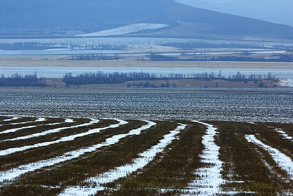 ��Ұ���ѩ��