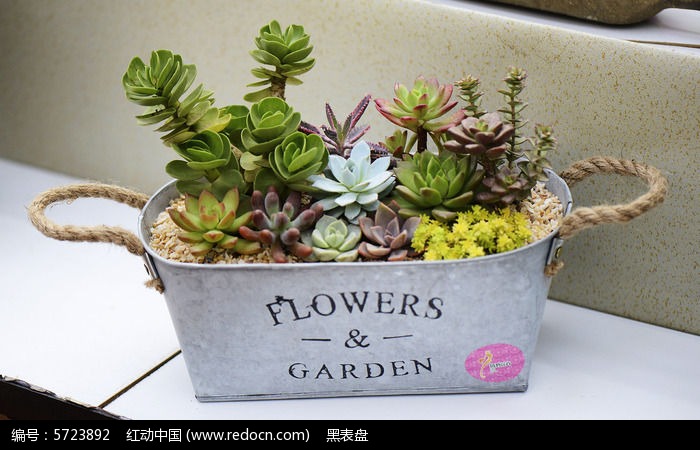 ���и����Զ���ֲ��ͼƬ