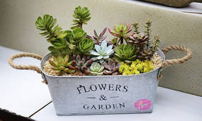 ���и����Զ���ֲ��