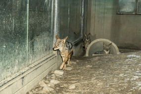 �����еĺ���