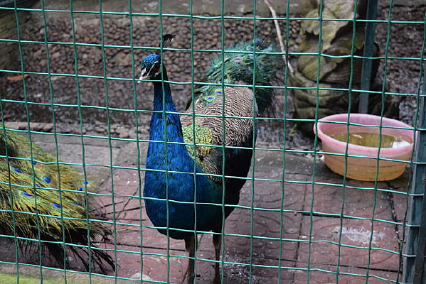 ������Ŀ�ȸ