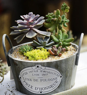 ԲͰ�����Զ���ֲ��