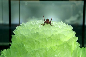 ��ͳ���վ�������Ͱײ�