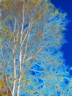 ���Ի���������Ҷ��