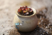 ��ɫ����ֲ����ѿ