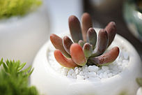 ��ɫ��ж���ֲ��