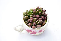 ��ɫԲ������ֲ��