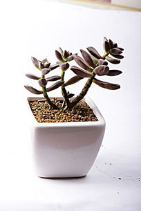 ��ɫ֦������ֲ��